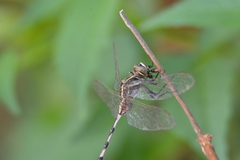 Orthetrum sabina