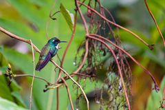 Schistes albogularis