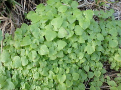 Parietaria floridana