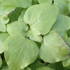 Parietaria floridana