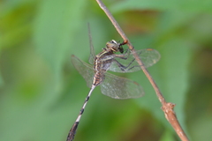 Orthetrum sabina