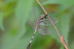 Orthetrum sabina