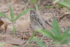 Junonia rhadama