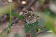 Junonia rhadama