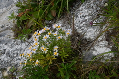 Aster hispidus