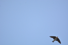 Hirundo rustica