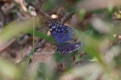 Junonia rhadama