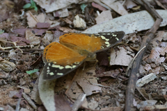 Aterica rabena