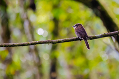 Malacoptila mystacalis