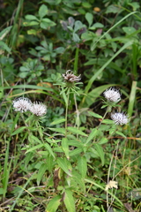 Cirsium coryletorum