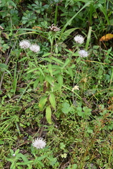 Cirsium coryletorum