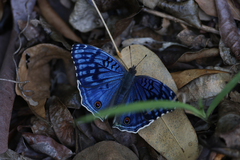 Junonia rhadama
