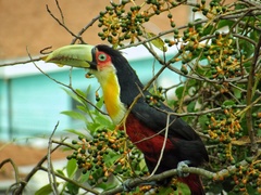 Ramphastos dicolorus