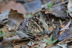 Junonia rhadama