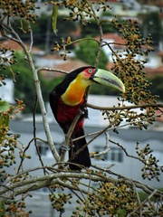 Ramphastos dicolorus