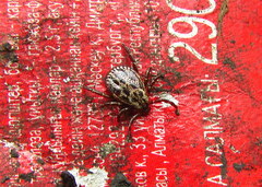 Dermacentor reticulatus