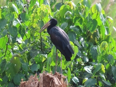 Anastomus lamelligerus