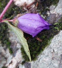 Campanula trachelium