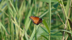 Danaus eresimus montezuma
