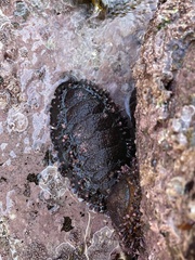 Acanthopleura echinata