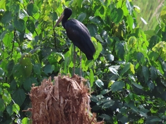 Anastomus lamelligerus