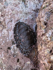 Acanthopleura echinata