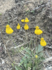 Calceolaria biflora