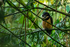 Pulsatrix perspicillata