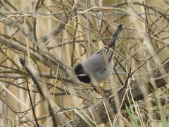 Curruca ruppeli