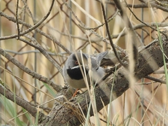 Curruca ruppeli