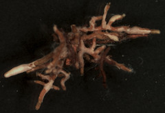 Hydnum repandum repandum