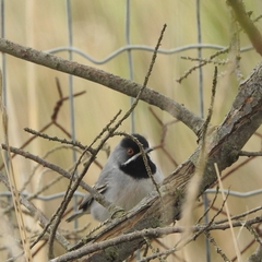 Curruca ruppeli
