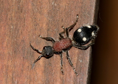 Dolichomutilla sycorax