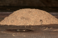 Dolichomutilla sycorax