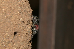 Dolichomutilla sycorax