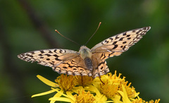 Argynnis
