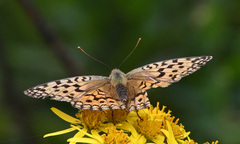 Argynnis
