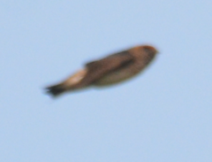 Hirundo rustica