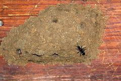 Dolichomutilla sycorax