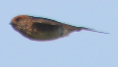 Petrochelidon fluvicola