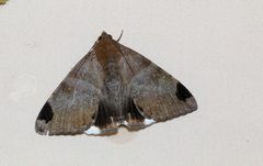Achaea lienardi