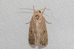 Spodoptera cilium