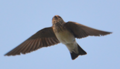 Petrochelidon fluvicola