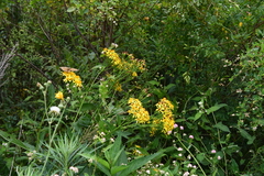 Jacobaea litvinovii