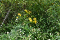 Jacobaea litvinovii