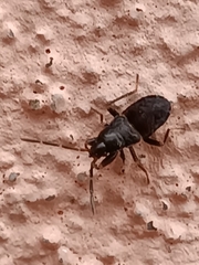Megalonotus sabulicola
