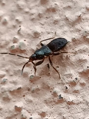 Megalonotus sabulicola