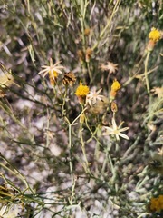 Porophyllum scoparium