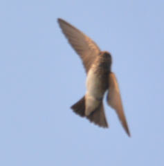 Petrochelidon fluvicola