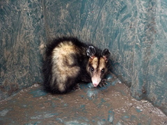 Didelphis aurita